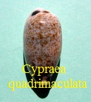 Cypraea quadrimaculata, Gray 1824